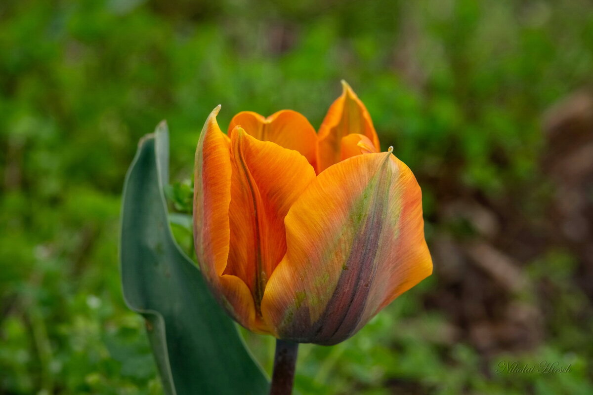 Про тюльпан... - Николай Гирш