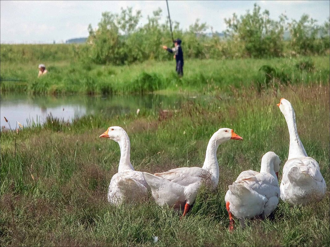 НА ОЗЕРЕ - Александр Кустов
