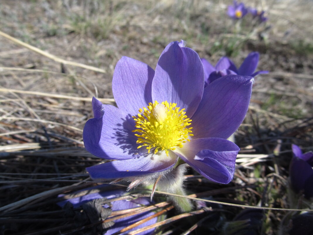 прекрасная сон-трава - Елена Шаламова