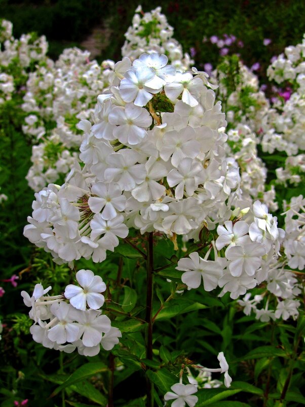 белые флоксы - Сергей Карачин