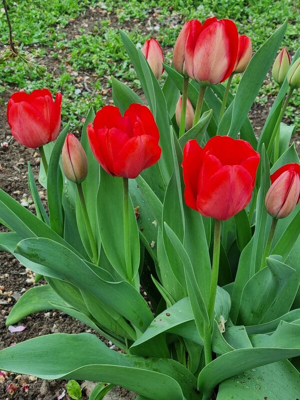 Вот и первые тюльпаны - Наталья Вот и первые тюльпаны - Наталья