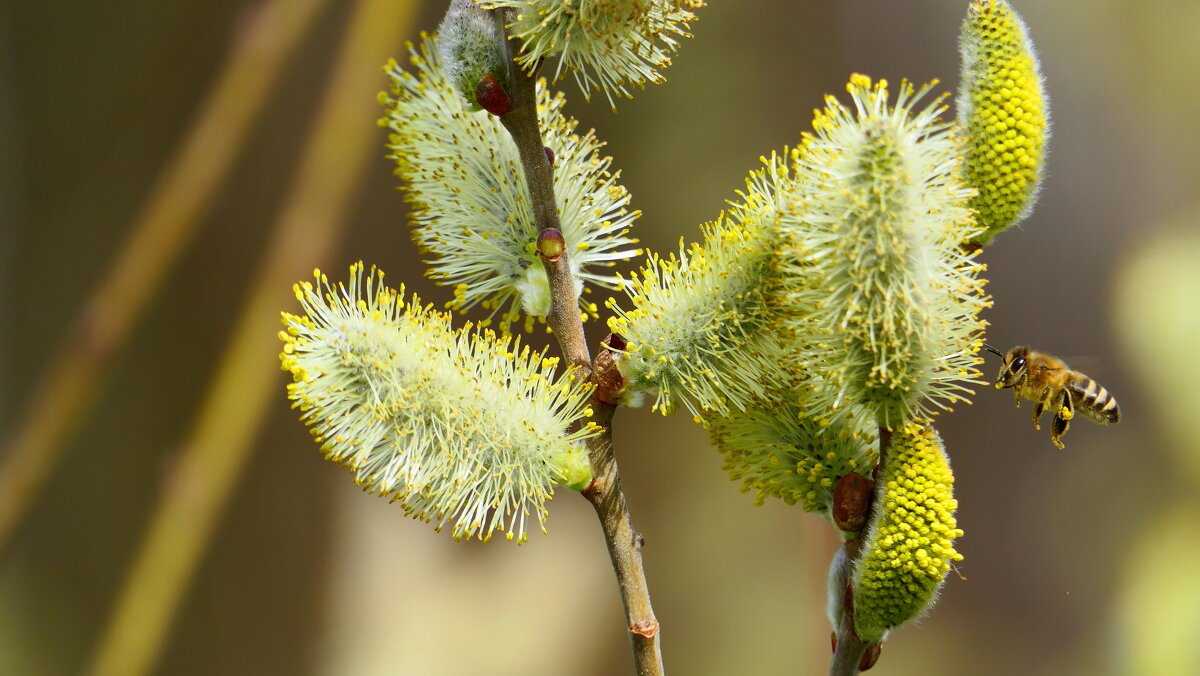 Пробуждение "ВЕСНЫ" Прекрасная природа. - "The Natural World" Александер Пробуждение "ВЕСНЫ" Прекрасная природа. - "The Natural World" Александер