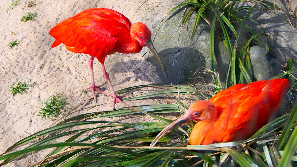 Пробуждение "ВЕСНЫ" Прекрасная природа. - "The Natural World" Александер Пробуждение "ВЕСНЫ" Прекрасная природа. - "The Natural World" Александер