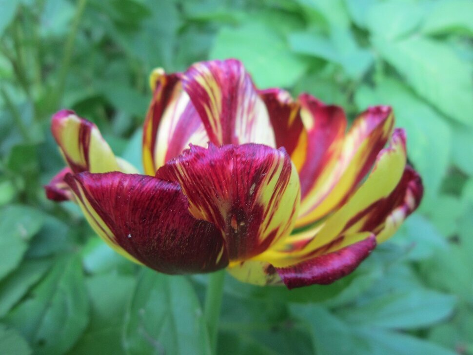 Два цвета - Дмитрий Никитин