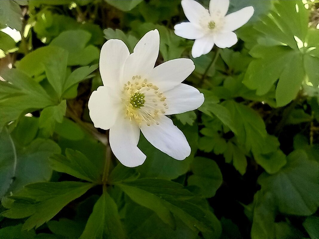 анемона древесная - Heinz Thorns