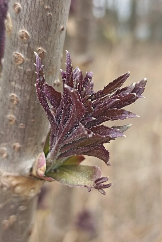 Весна идёт! Весне дорогу! - Pippa Весна идёт! Весне дорогу! - Pippa