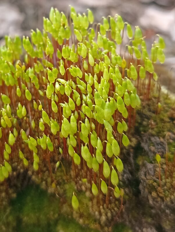 Весна идёт! Весне дорогу! - Pippa Весна идёт! Весне дорогу! - Pippa