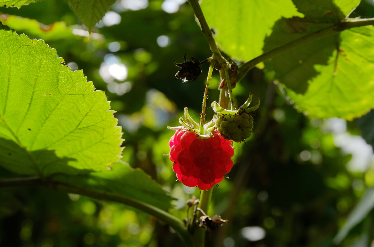 Ягода-малина - Олег Зоркий Ягода-малина - Олег Зоркий