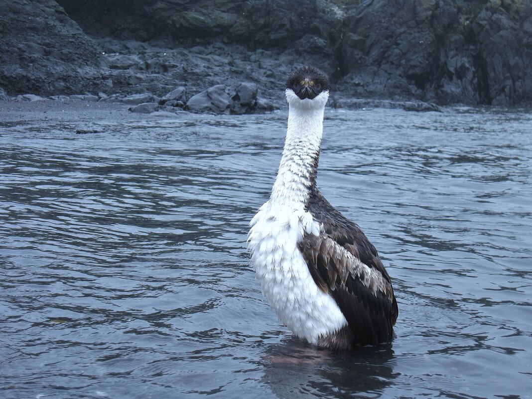 - В глаза мне смотри!!! - unix (Илья Утропов) - В глаза мне смотри!!! - unix (Илья Утропов)