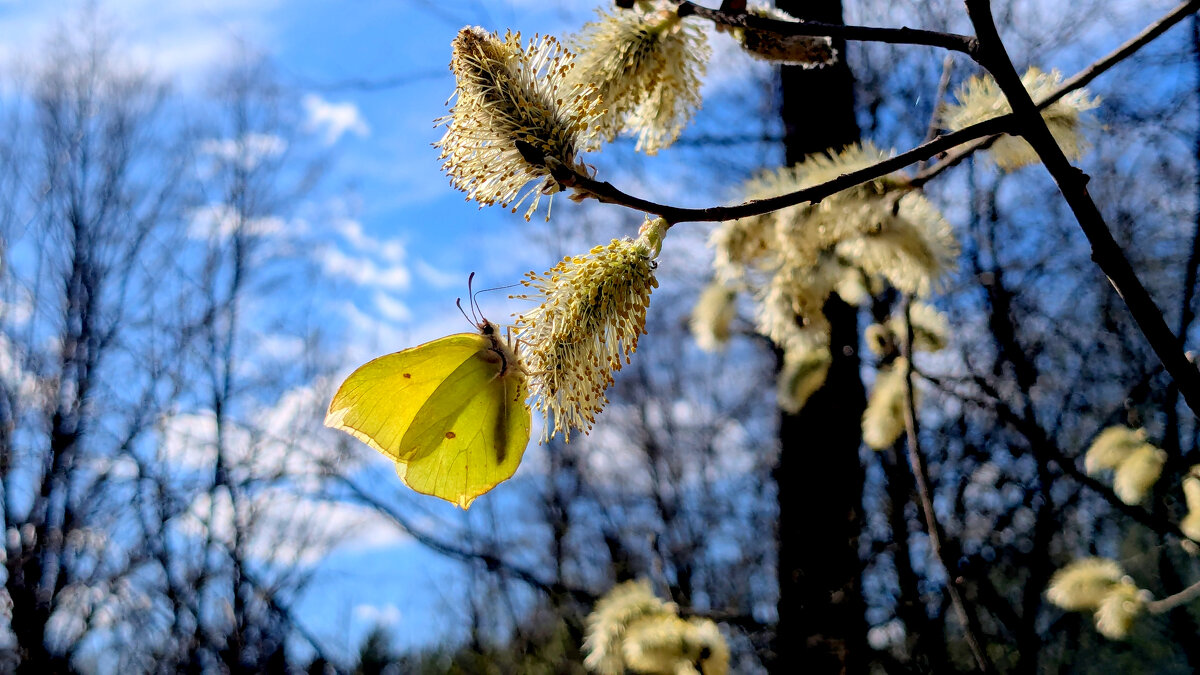 природа начала апреля 7 - Александр Прокудин природа начала апреля 7 - Александр Прокудин