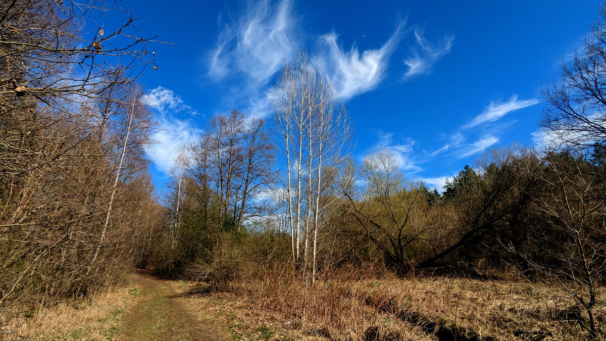 природа начала апреля 10 - Александр Прокудин природа начала апреля 10 - Александр Прокудин