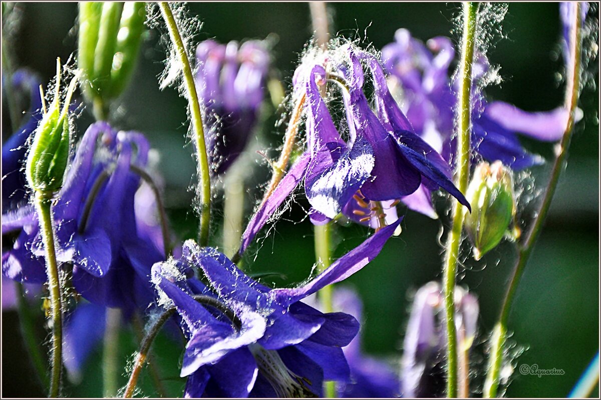 Про июнь - Aquarius - Сергей Про июнь - Aquarius - Сергей