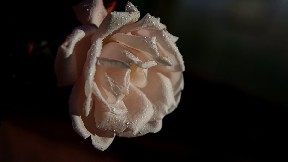 Роза - Сергей Швечков Роза - Сергей Швечков