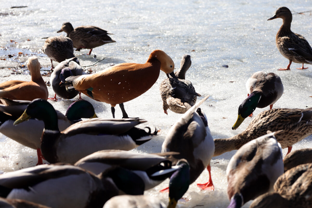 Корм не поделили - Dar(k) Life Корм не поделили - Dar(k) Life