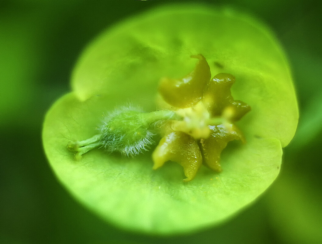 Молочай - Андроник Александр 