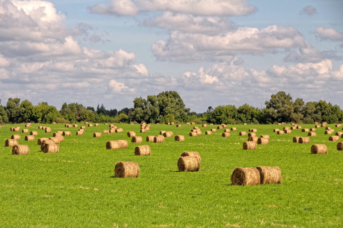 Валки - Валерий Судачок