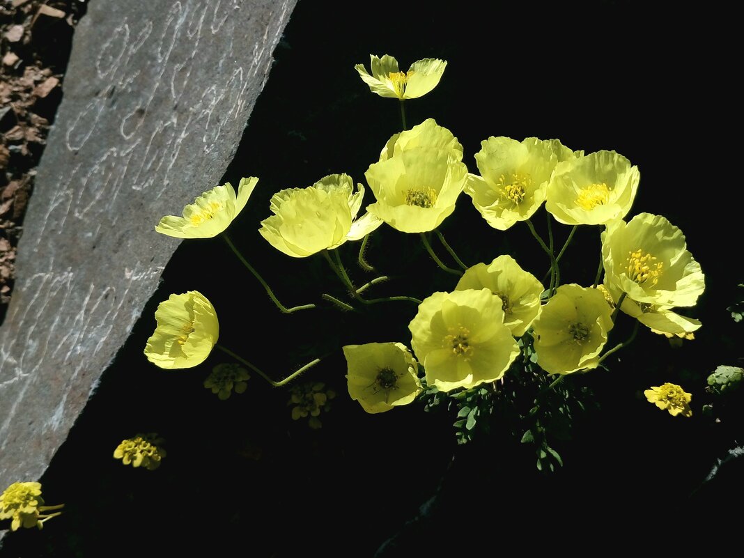 Мак - Виктор Фоменко