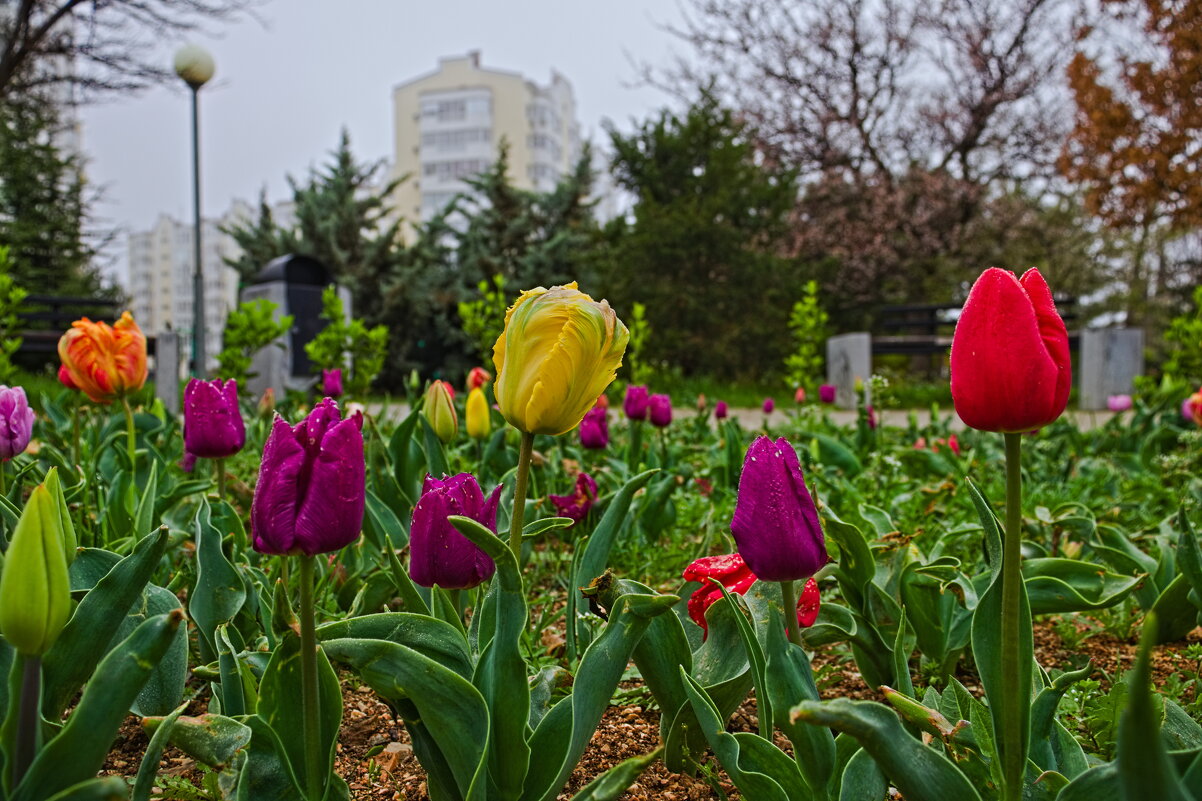 Групповой портрет тюльпанов - Giant Tao / Групповой портрет тюльпанов - Giant Tao /