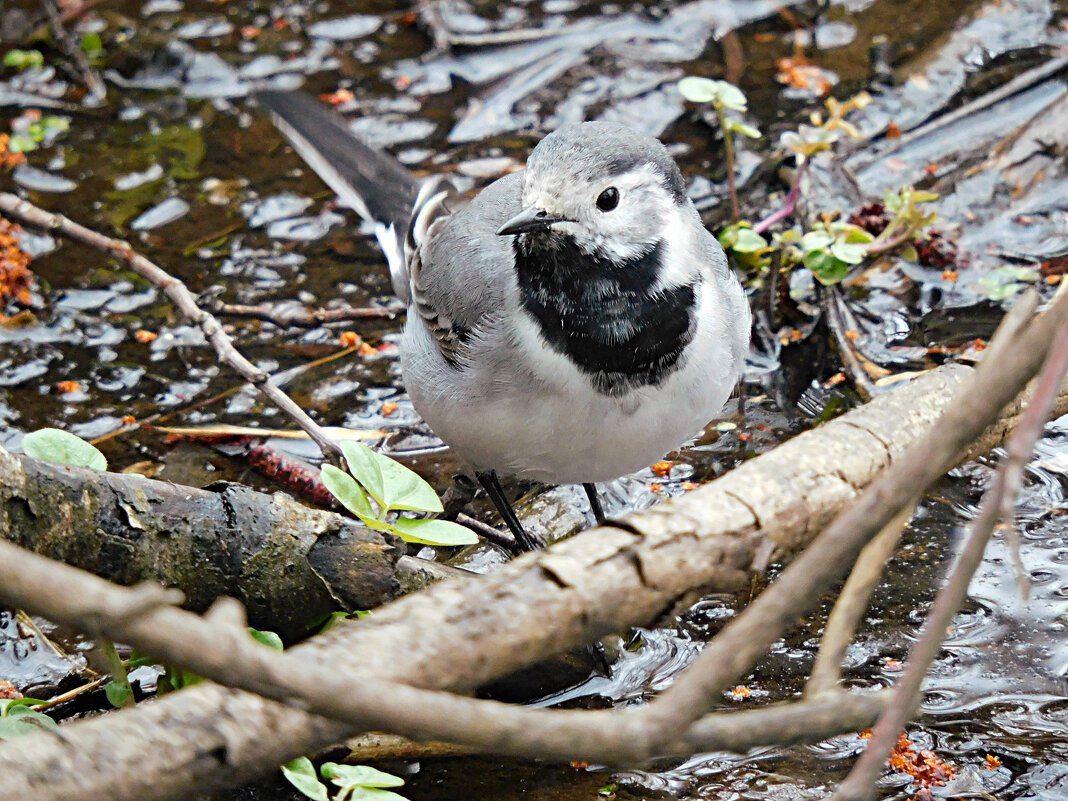 Трясогузка - Лина Трясогузка - Лина