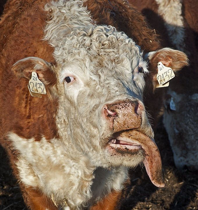 Корова, которая любит потрепать языком... )) - Владимир Хиль Корова, которая любит потрепать языком... )) - Владимир Хиль