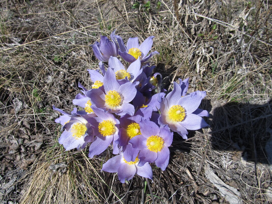 радость первых цветов - Елена Шаламова