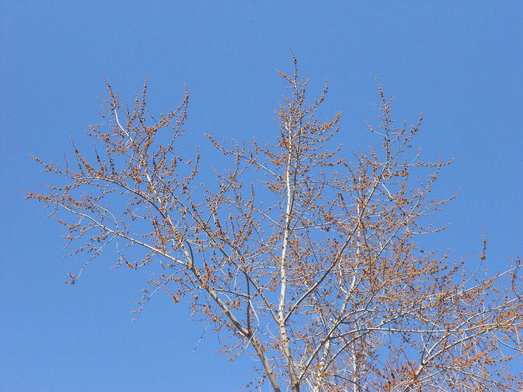 краски апреля - Елена Шаламова