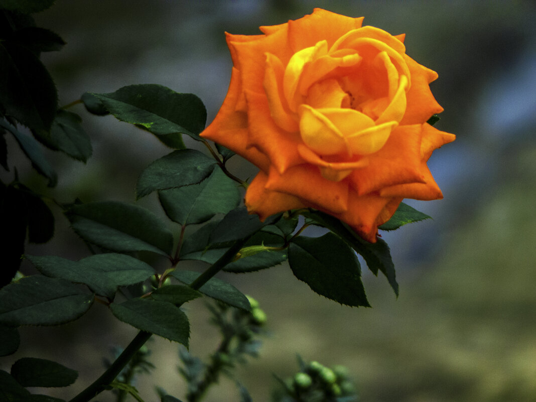 Оранжевая роза - Валентин Семчишин