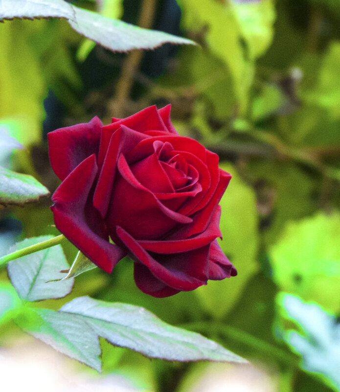 Бархатная  роза - Валентин Семчишин