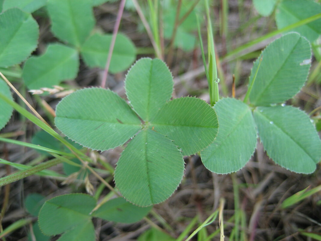 На счастье - Anna Ivanova