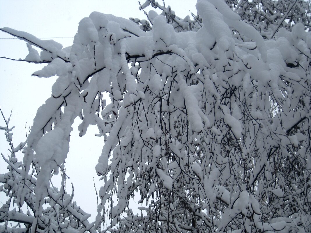 Зима в апреле 2014 года - Елена Семигина