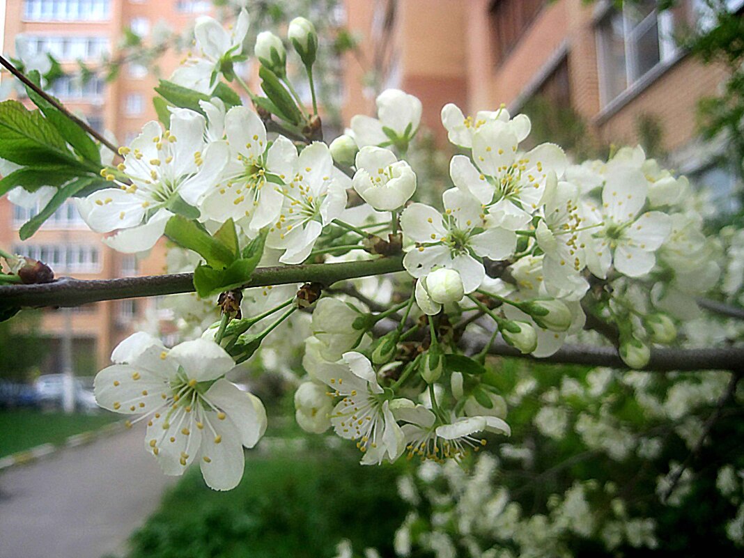 Люблю весну в начале мая - Елена Семигина Люблю весну в начале мая - Елена Семигина