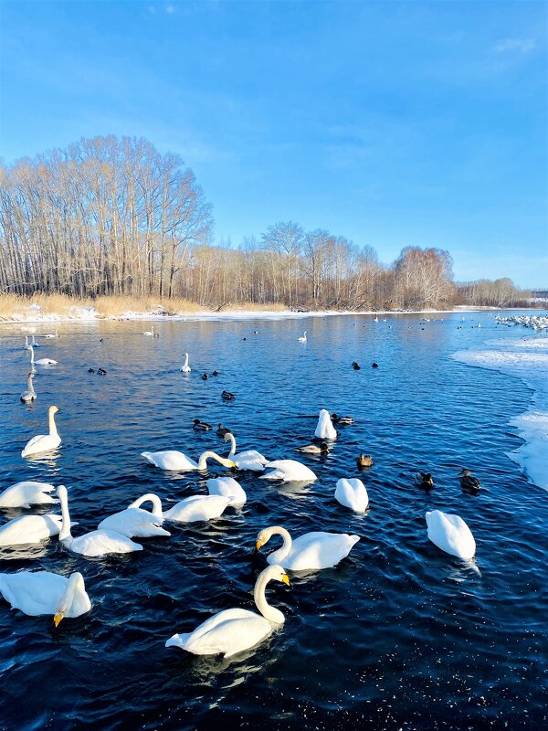 заказник «Лебединый» - Вера Феофелактова заказник «Лебединый» - Вера Феофелактова