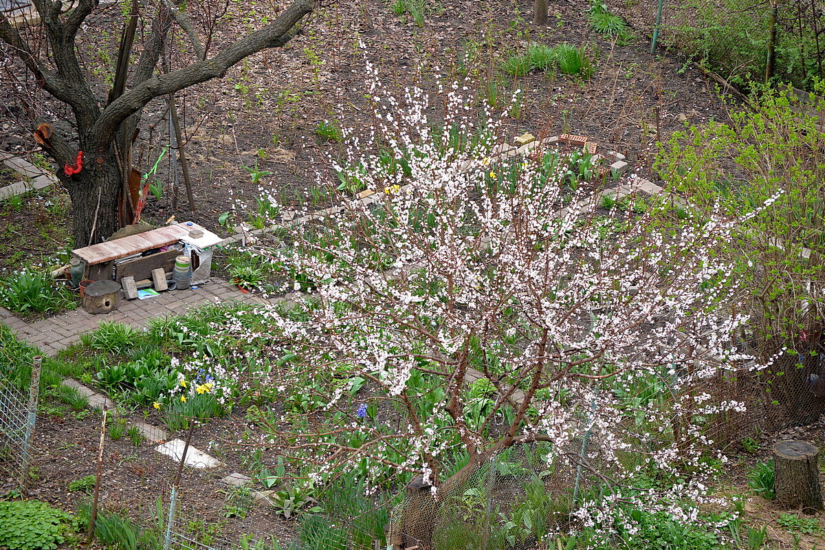 Садок у дома - Сеня Белгородский