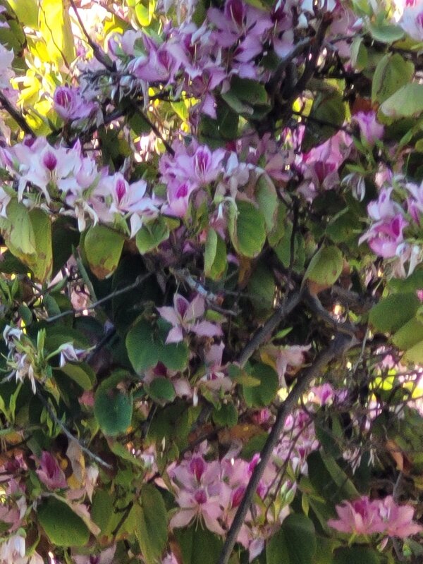 Цветущее дерево весны. - Светлана Хращевская Цветущее дерево весны. - Светлана Хращевская