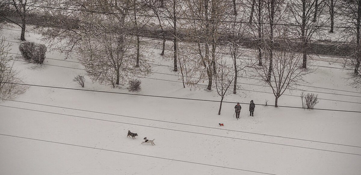 А собакам радость ! ) - Анатолий Колосов