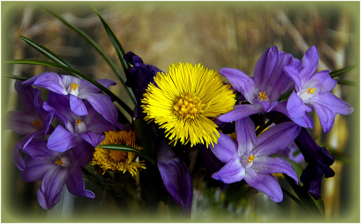 Первенцы Весны ! - Aleksandr Gal Первенцы Весны ! - Aleksandr Gal