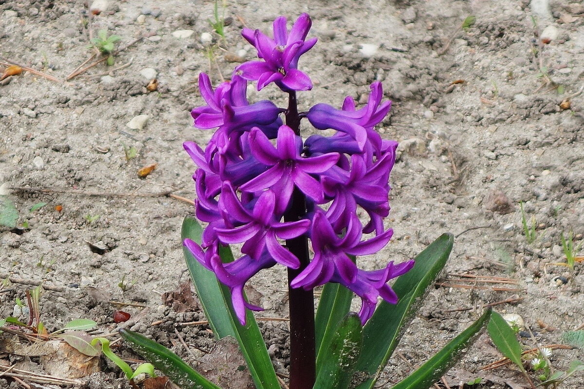 Гиацинт - Рита Симонова Гиацинт - Рита Симонова