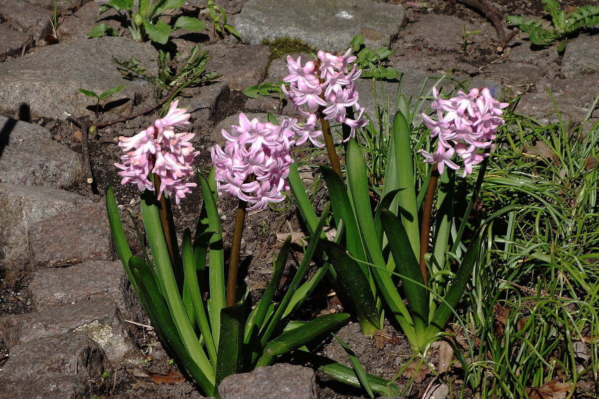 Гиацинт - Рита Симонова