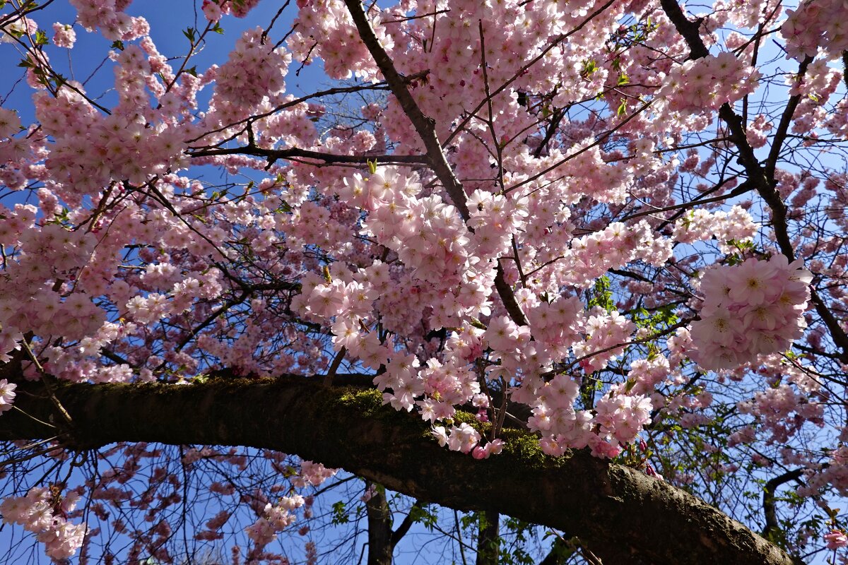 "..любуйся же вишней цветущей!..." - Галина "..любуйся же вишней цветущей!..." - Галина