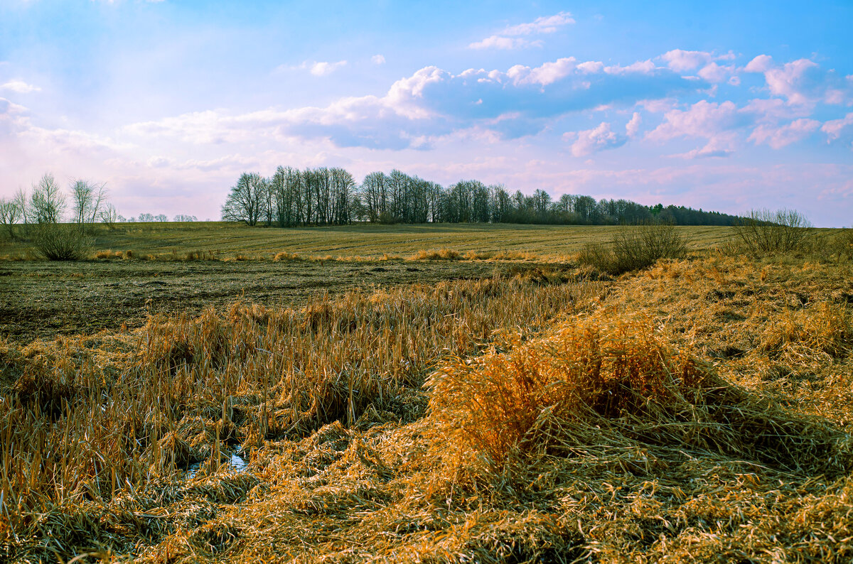 поле - Андрей Сосновский поле - Андрей Сосновский
