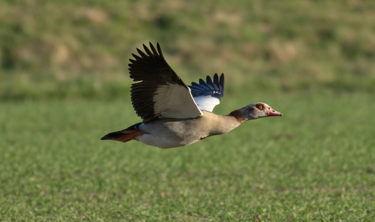 -- - vladimir -- - vladimir