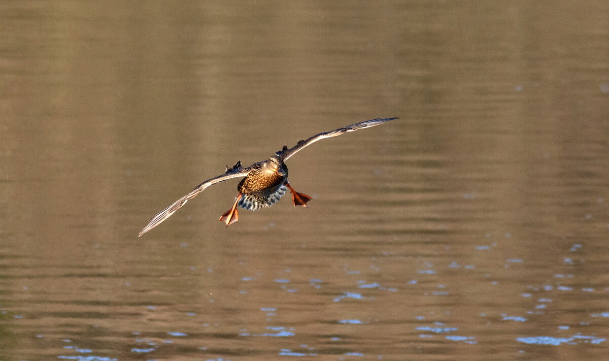 -- - vladimir -- - vladimir