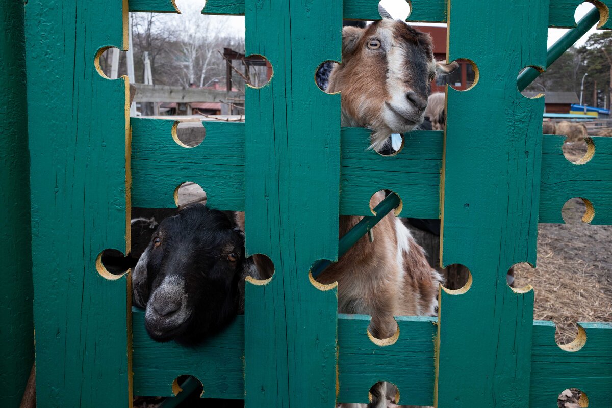 Конный центр "Русь" - Валерий Михмель 