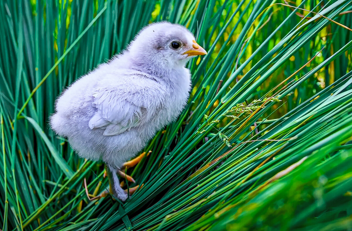 *** - Aleksey Afonin