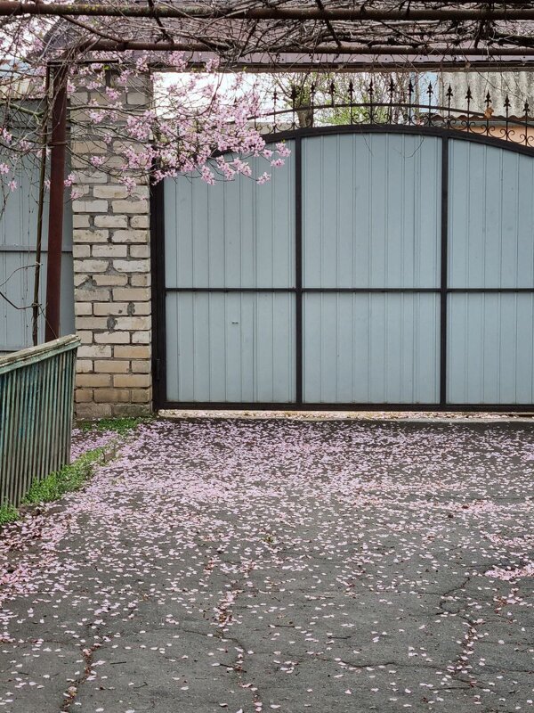 Миндаль отцветает... - Наталья 