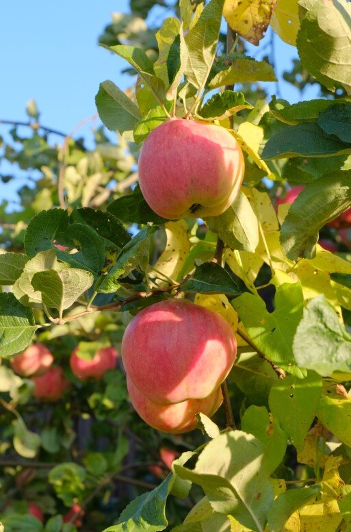 Яблоки созрели - Олег Зоркий