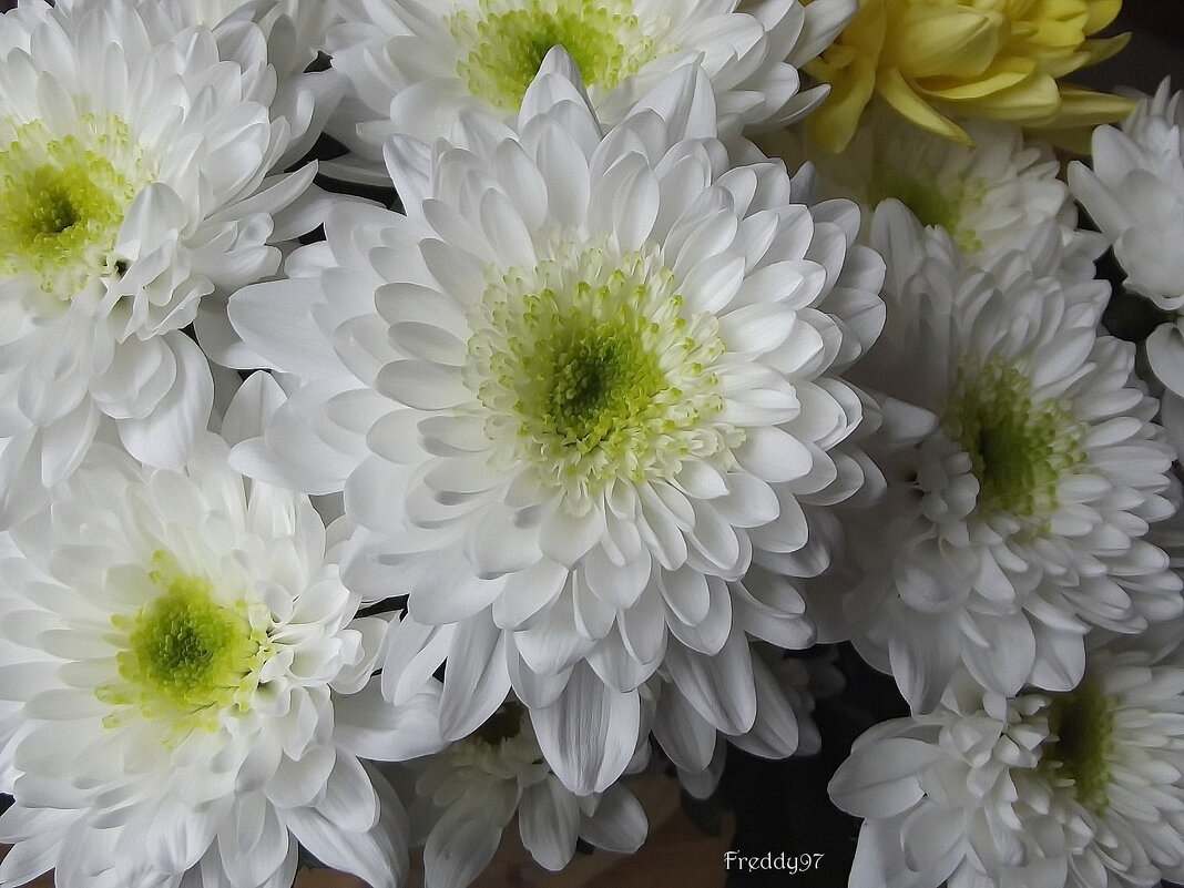Хризантемы - Freddy 97