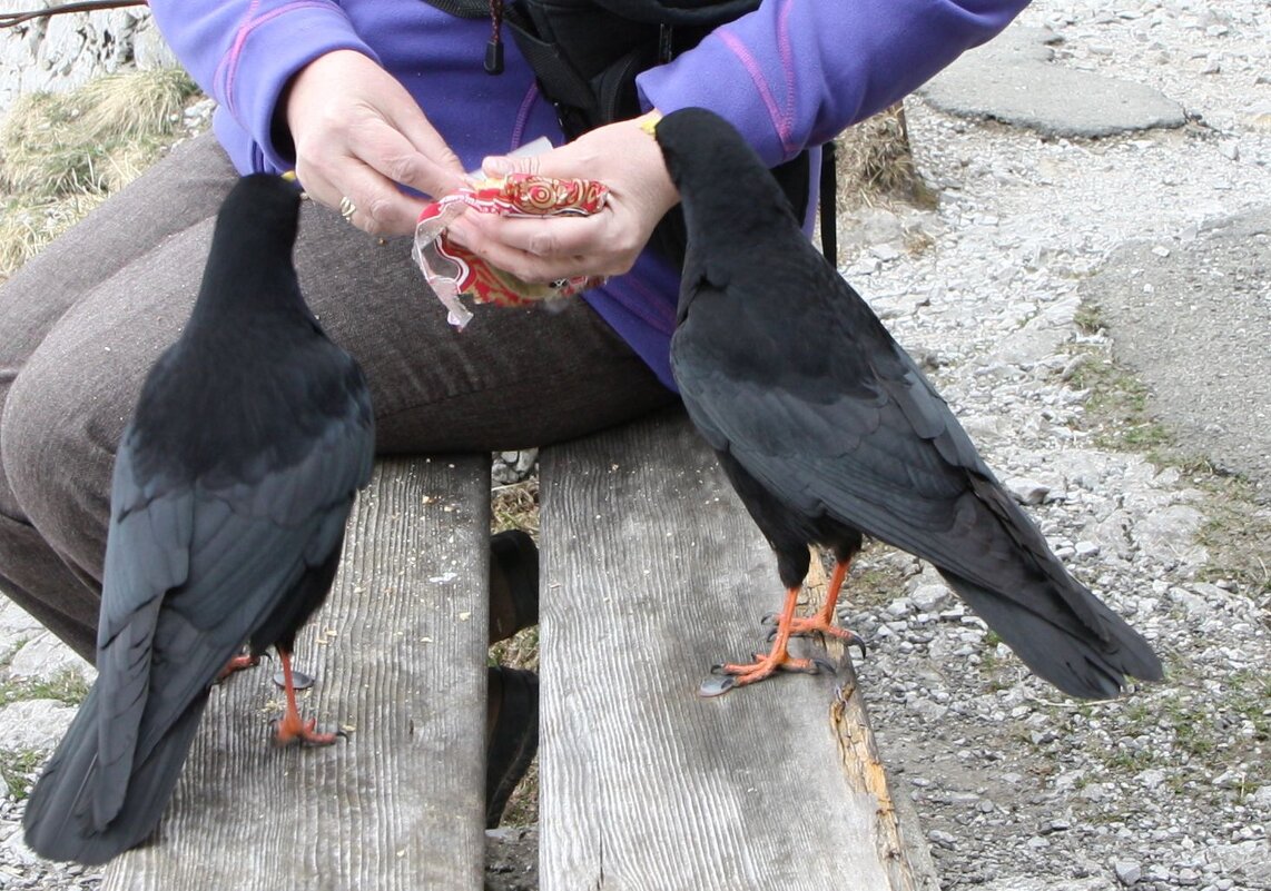 Альпийская галка, Альпы, Пилатус, высота 2040м - ZNatasha - Альпийская галка, Альпы, Пилатус, высота 2040м - ZNatasha -