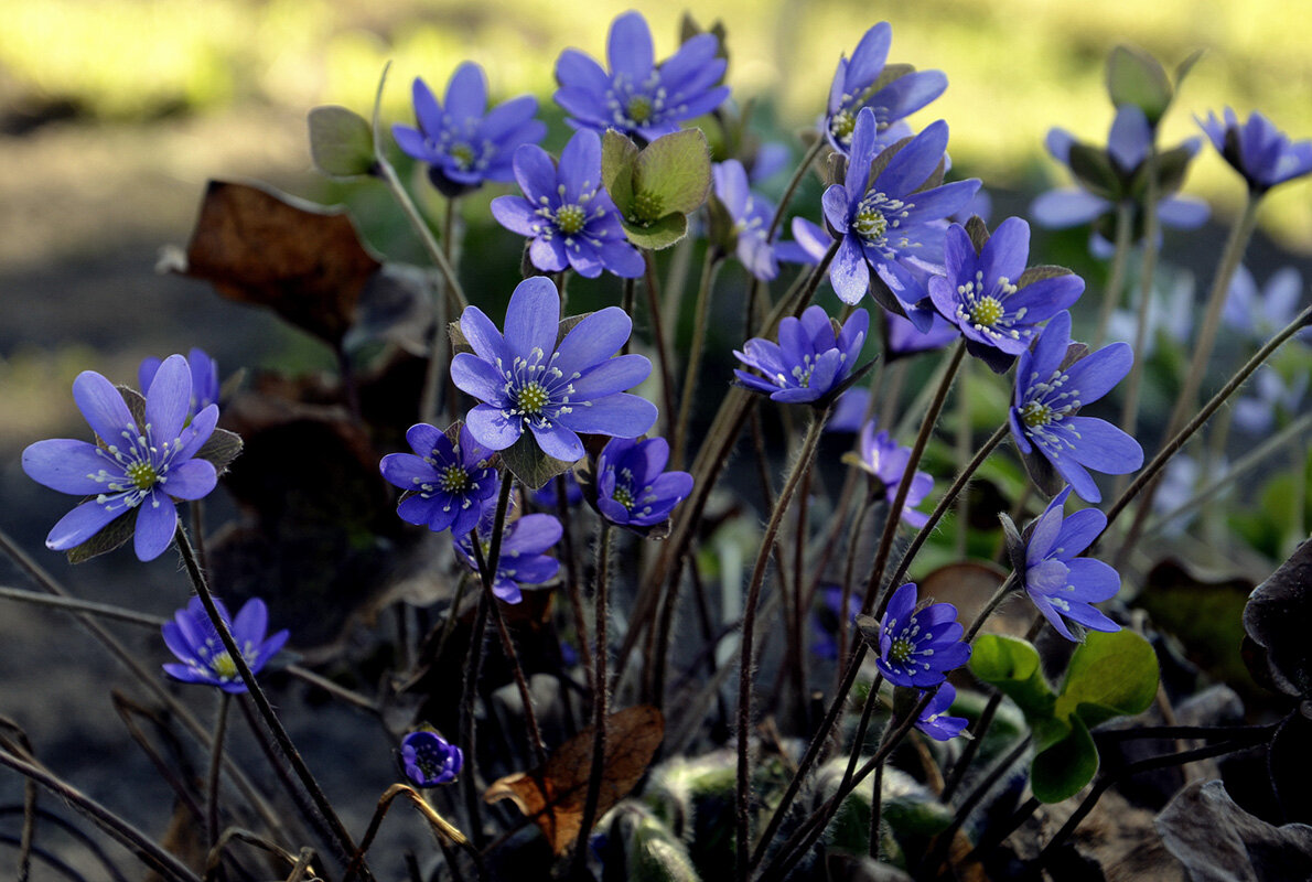 Печоночница - Aleksandr Gal Печоночница - Aleksandr Gal