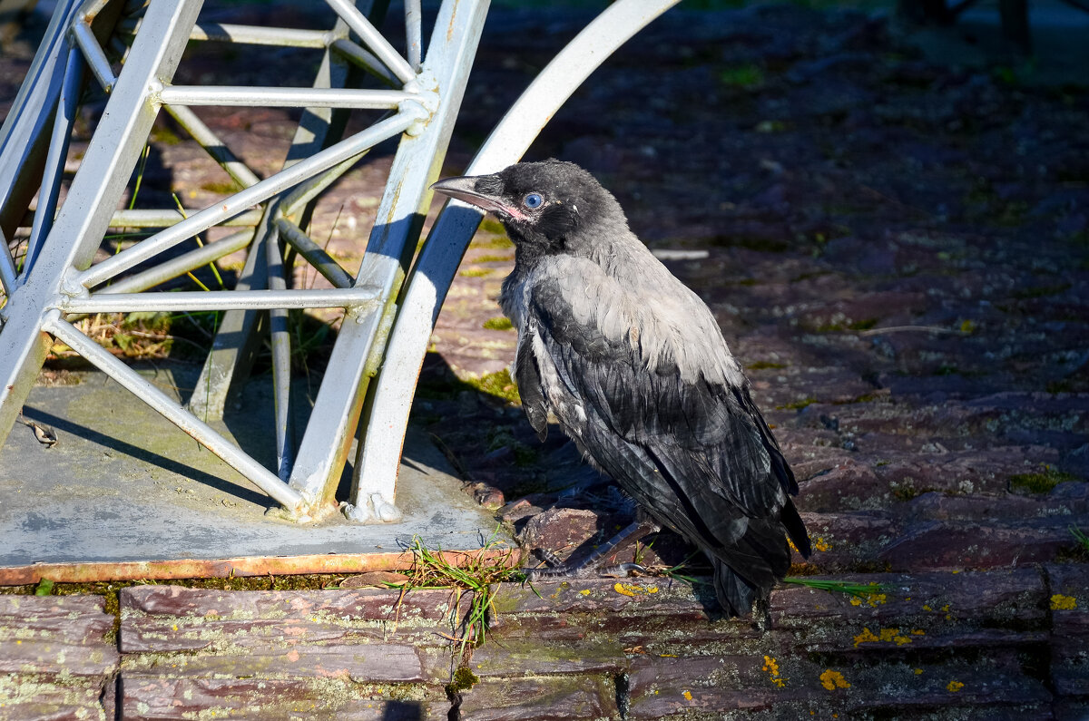 ворон - Андрей Сосновский